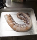 Fresh Flesh